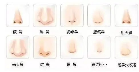 面相分析鼻子看相算命图解 相学鼻子大全图解从春秋的时候我们就已经