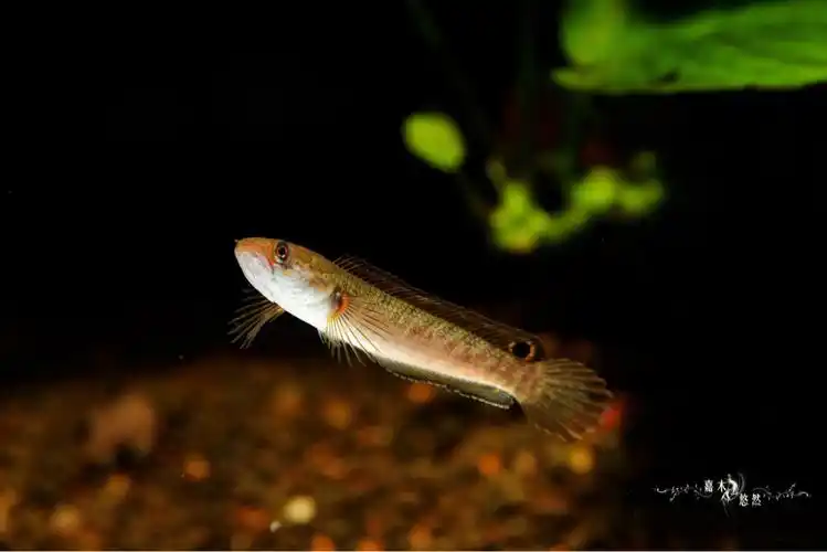 酒红雷龙苗子的日常
