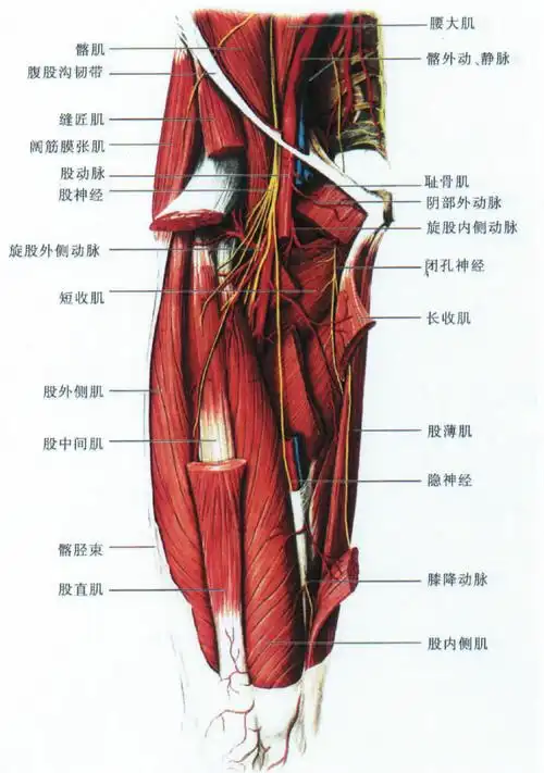图332 大腿前内侧面的肌肉和神经(深层)