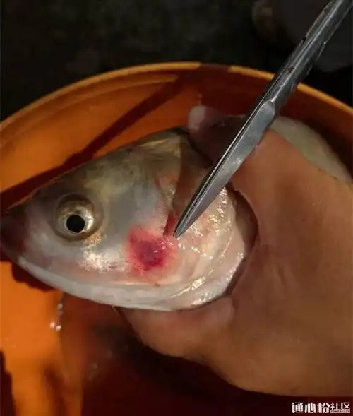 支招丨杀锚头蚤要选对时机!