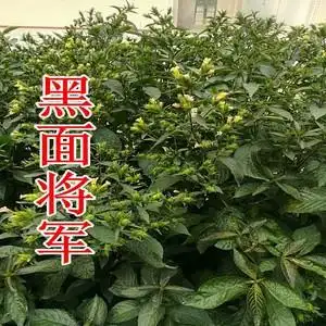 铁山黑面将军脆叶马兰建议搭配忧遁草尼基罗草用鲜叶干叶粉剂