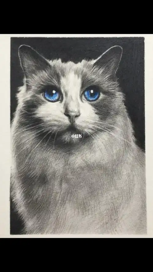 动物素描绘画全过程好灵气的布偶猫