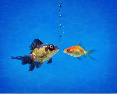 金鱼图片_金鱼图片大全_金鱼图片素材