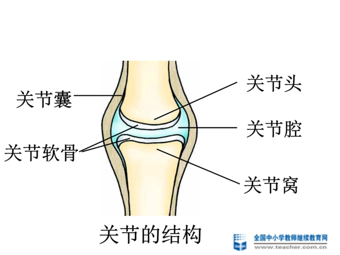 人体的关节()课件.ppt