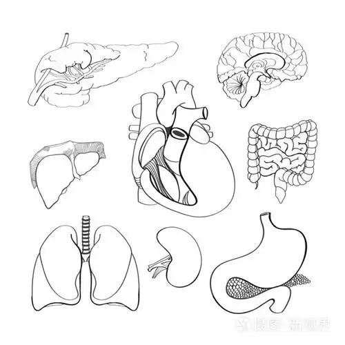 手工制作向量组的人体器官插画-正版商用图片1cfxs8-摄图新视界