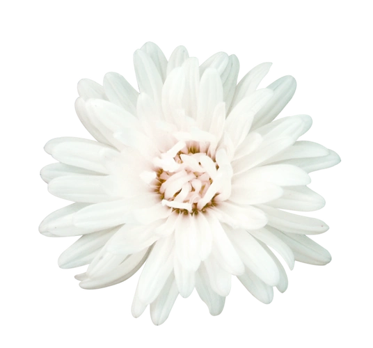 《花朵 和草帽》 png免抠图素材