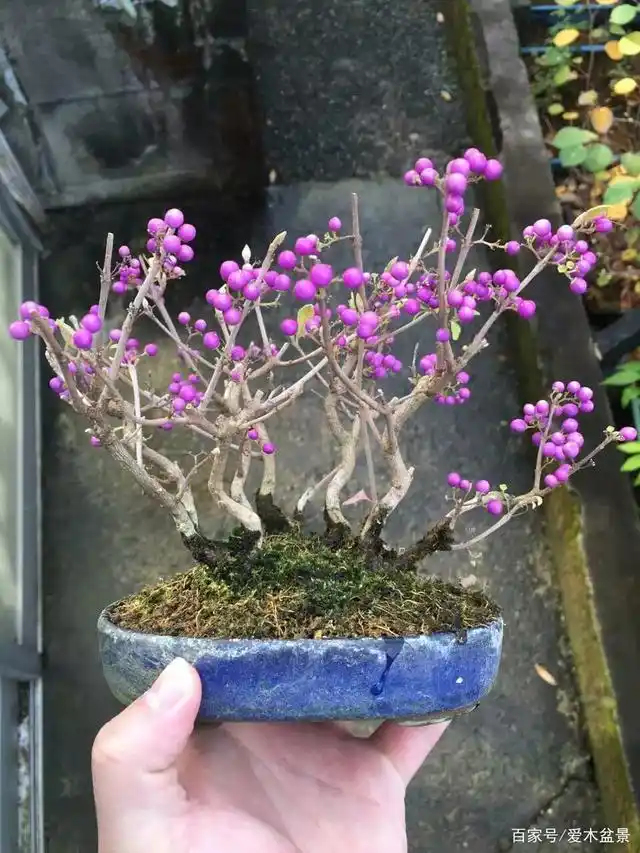 爱木盆景i 非常少见的果实颜色——紫珠