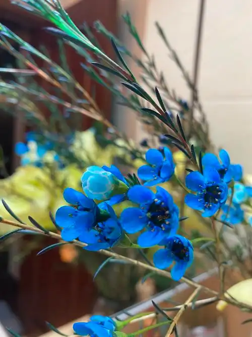 科学网—蓝花的澳洲腊梅 - 栗茂腾的博文