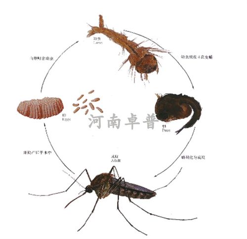 河南卓普教学医学院科研所示教用针刺标本按蚊伊蚊库蚊寄生虫标本