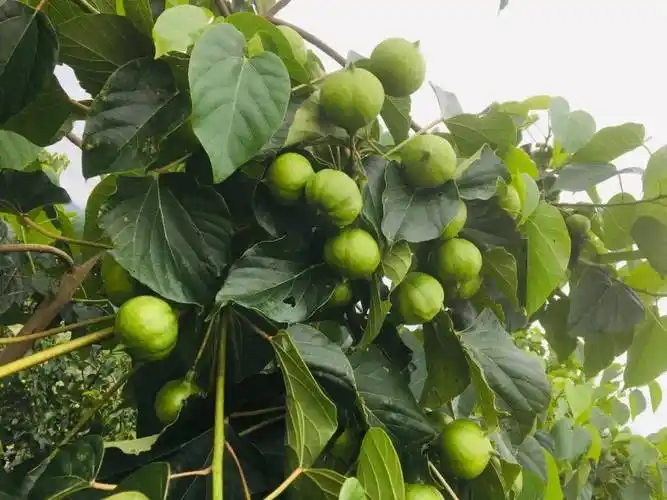 在油桐树下追逐梦想的新青年