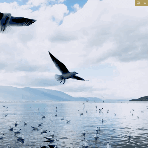 枯柳呻情摇叶卉,残莲嘘意让霜飞.清风拂醉红尘梦,细雨随敲紫雁归.