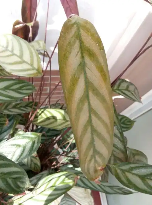 这棵竹芋是怎么了,叶片发黄,叶尖变干枯.