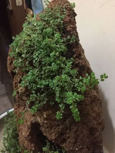 怎样能让吸水石上这种植物长的更快?