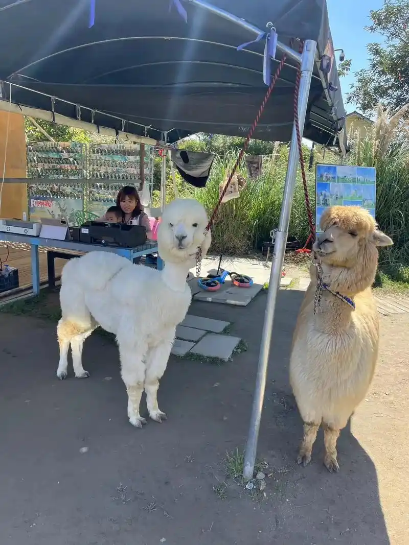 我的抖音生活日记 #动物园观赏园萌宠乐园 #羊驼07 #人 - 抖音