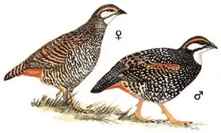 0009中华鹧鸪chinesefrancolin