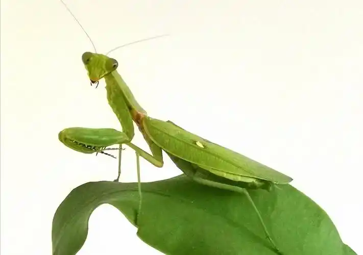 一只螳螂的故事