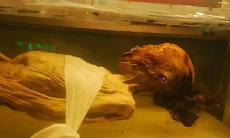 两千多年前的女尸,丧心病狂的盗墓贼真下得去手,她可是祖先啊