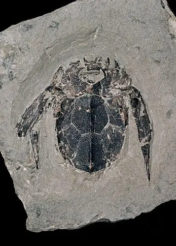 鱼,化石,样本,魁北克,加拿大