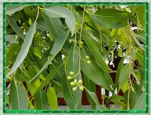 大叶桉(尤加利)07.jpg