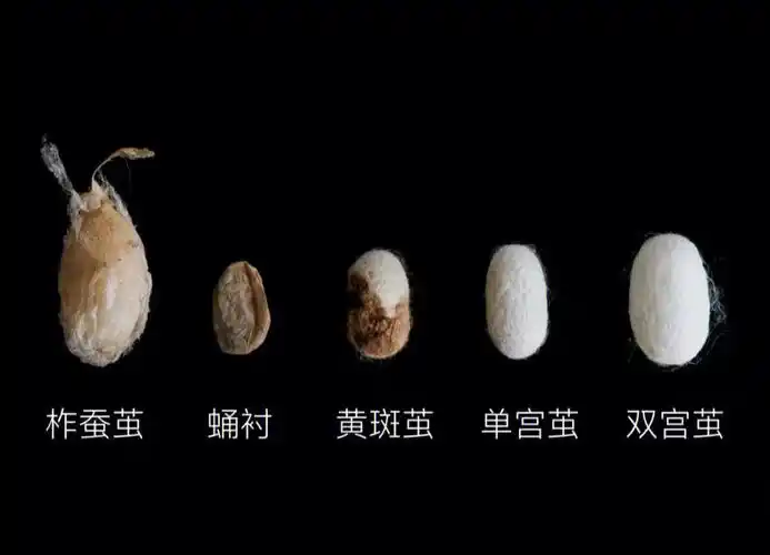 78第一个是柞蚕茧,做出来的是柞蚕丝,一般为中长丝.