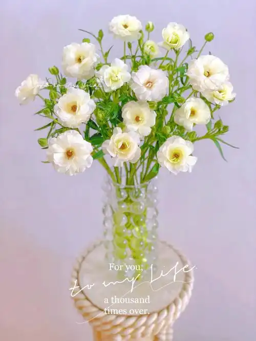 重瓣蝴蝶洋牡丹