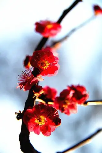 《拍红色梅花》