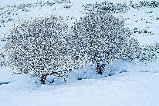 冬日,树林,雪地,枯树