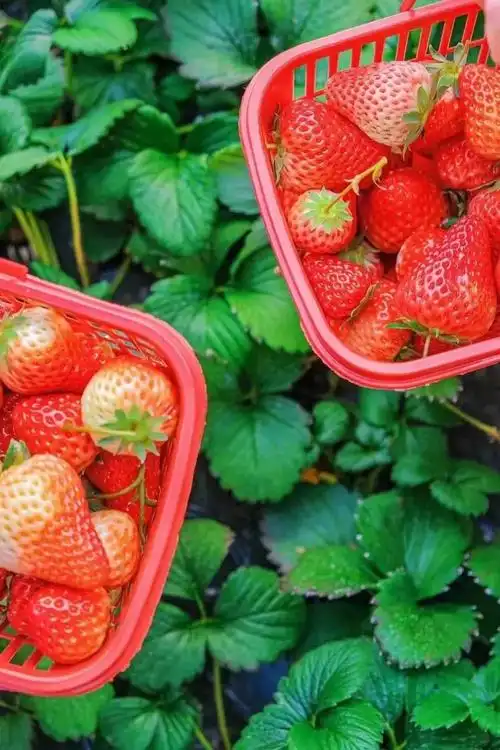 一头闯进春色的"莓"好里~_澎湃号·政务_澎湃新闻-the paper