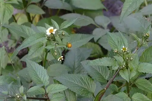 广西),对叉草,粘人草,粘连子(云南),一包针,引线包(江苏,浙江),豆渣草
