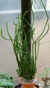 怎么样让膨珊瑚缀化