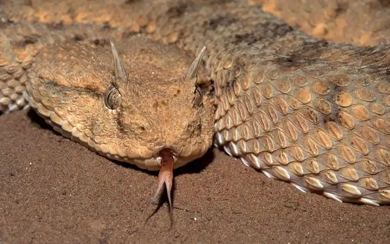 非洲角蝰蛇简介图片(黑色头上长角的蛇是什么蛇) | 本地通