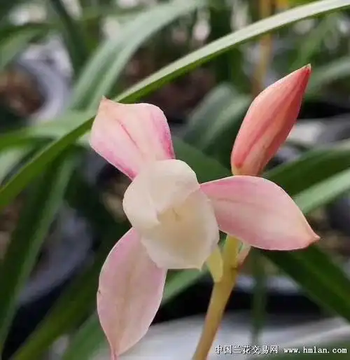 一号红壳素引种存档-建兰篇-中国兰花交易网社区