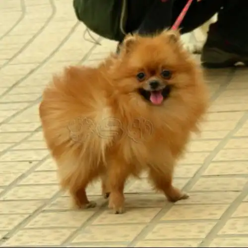 狐棕狸得黄长小的毛色狗的,?种狗品像