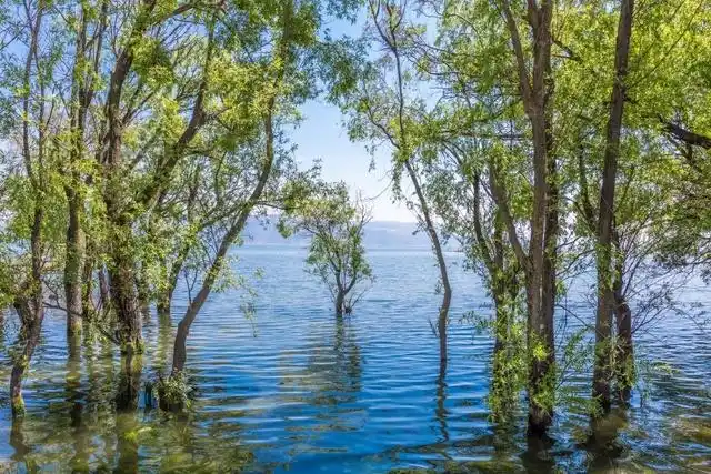 在洱海岸边走一走,发现许多树是生长在水里的.