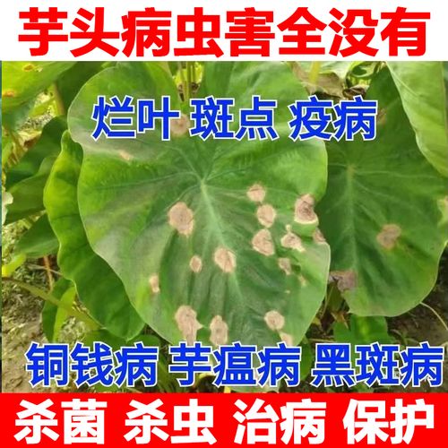 芋头病  芋头专用杀菌剂黑斑病轮斑病疫病软腐病炭疽病斑点枯萎