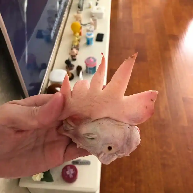 谁家老母鸡长那么大的鸡冠子93 笑死了98我妈说买了个老母鸡晚上