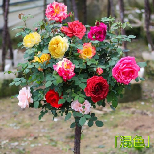 锦语清雅大花树月季苗 树状月季花苗特大花盆栽树形树桩庭院嫁接玫瑰