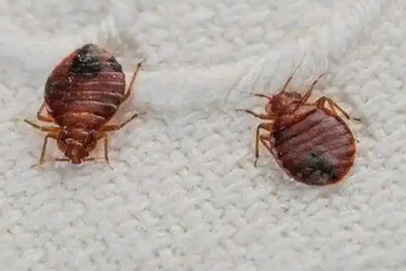 床上放什么臭虫不敢来