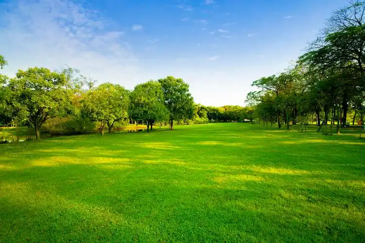 市区公园的绿化环境绿色景观清新一望无际的大草原草地背景图片清新