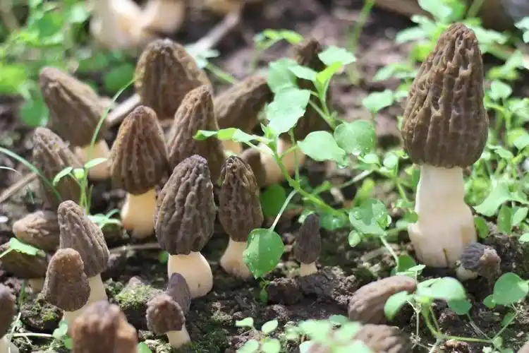 开春第一鲜儿健脾养胃的新鲜羊肚菌