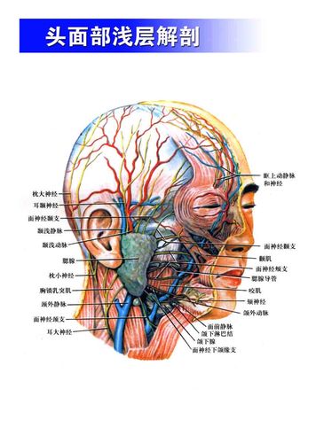海报印制305素材人体器官展板48头面部浅层解剖 ps  非高清图