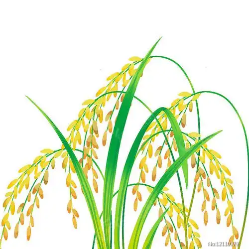 卡通稻穗植物图片
