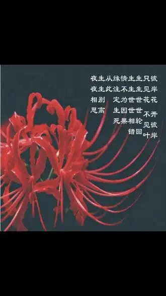 红色彼岸花又名曼珠沙华花语绝望的爱无尽的思念第一眼就迷上了它的