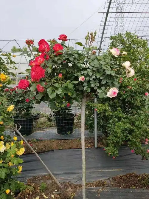 雨花蝶 嫁接树桩月季花苗高杆树状月季树特大花棒棒糖月季花玫瑰老桩
