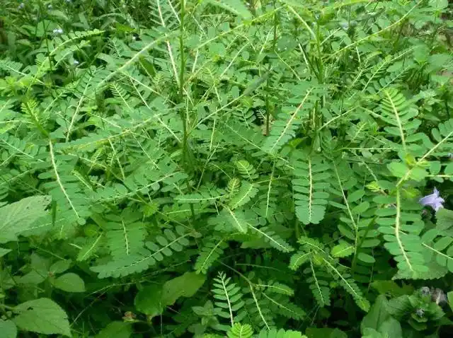 早在古代时,就有神农尝百草,为人类留下了许多价值不菲的草药配方,但