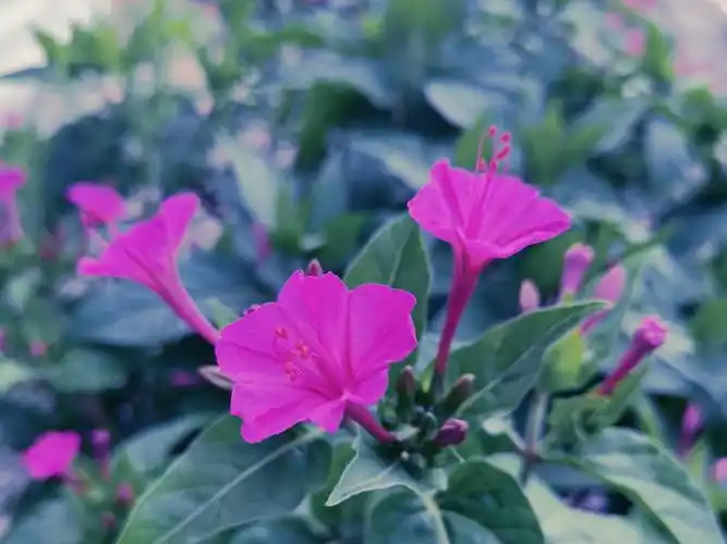 紫茉莉【首发】