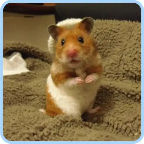 【京选推荐】金丝熊奶牛熊小仓鼠熊类巨型黄金鼠家养宠物米熊奶茶仓鼠