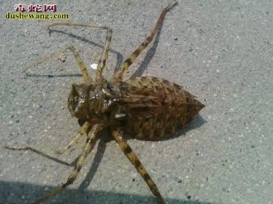 水蝎子水蝎子有毒吗水蝎子能吃吗