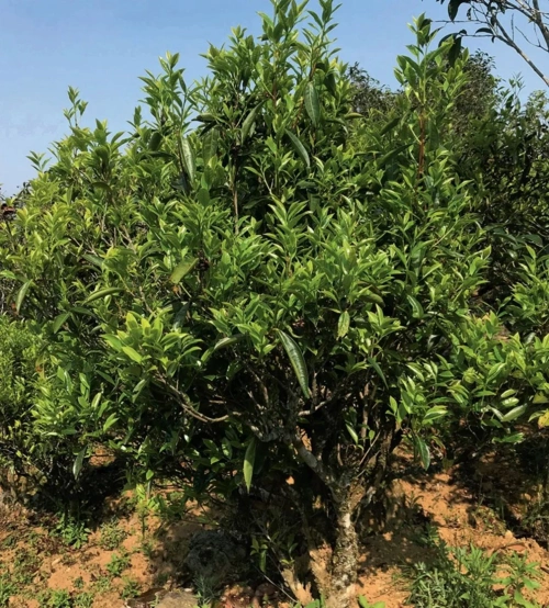凤凰镇茶树