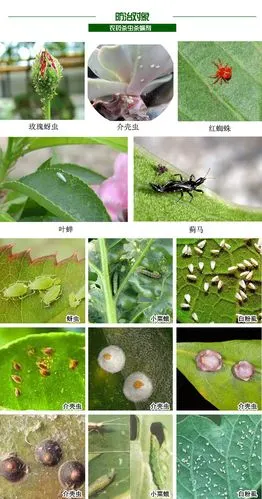 永众领耀 可湿性粉剂 花卉苗木用杀虫剂 飞虱 粉虱特效 20克